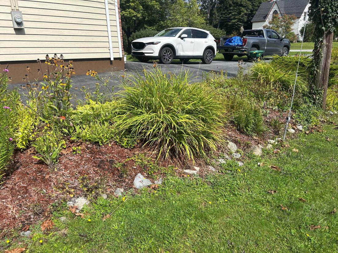 Before: overgrown garden bed along a paved driveway, with thin old mulch and weeds creeping in from the lawn, in Liverpool, NS