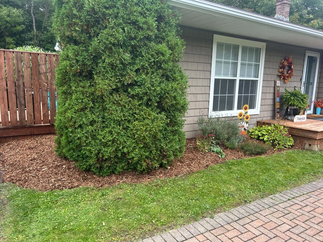 After: the same cedar and flower bed covered in fresh red-brown bark mulch, with a rounded edge along the lawn