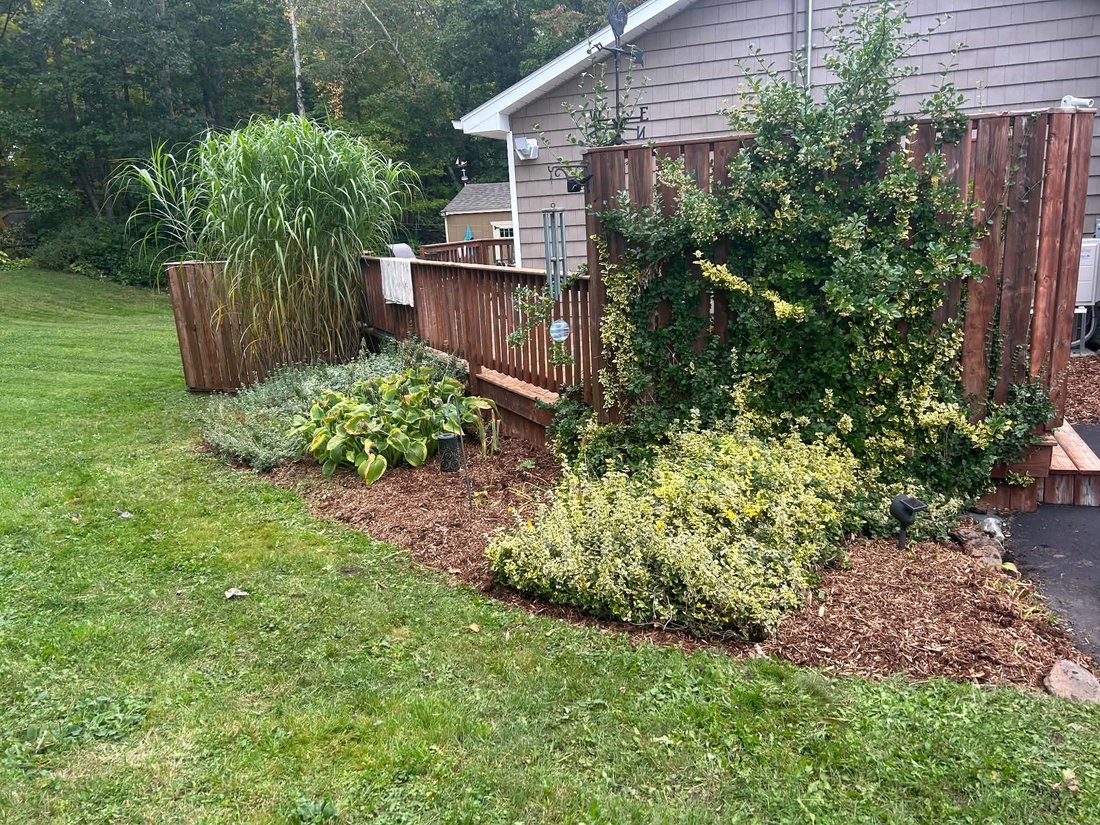 After: the fence bed with the shrub trimmed back, fresh bark mulch and a clean edge against the lawn
