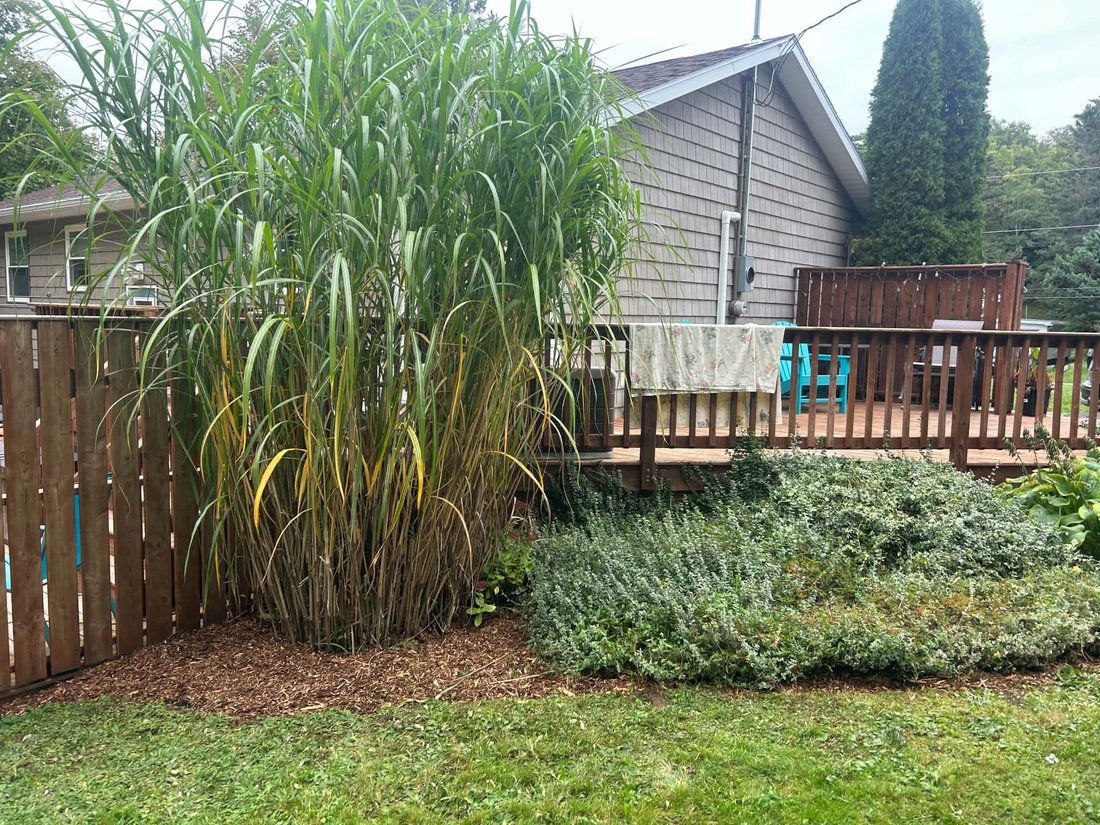 After: the ornamental grass with a ring of fresh bark mulch around its base along the fence