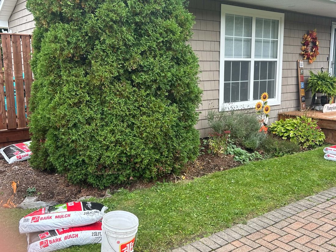 Before: a large cedar beside a house window with old, patchy mulch at its base and bags of bark mulch waiting on the lawn