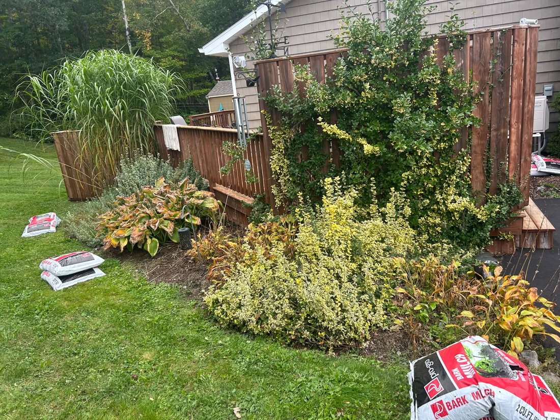 Before: an overgrown bed along a wooden privacy fence, with hostas, a gold and green shrub and browning plants spilling toward the lawn