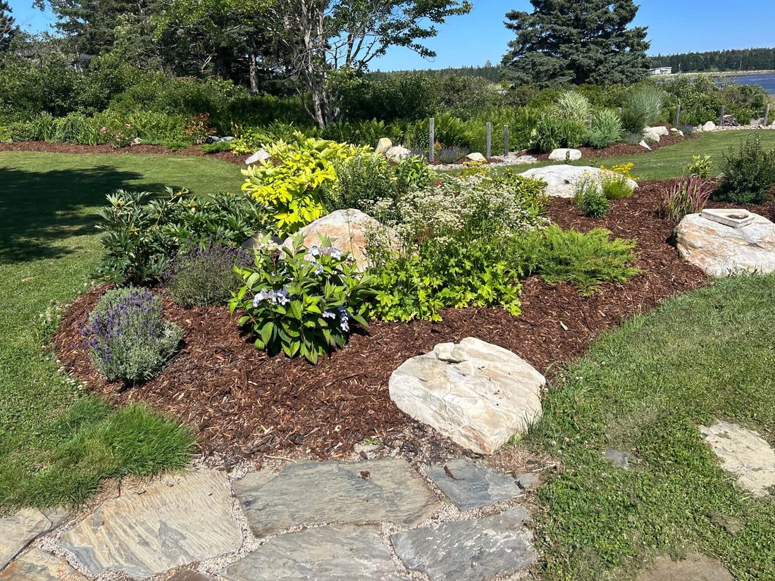 Mulched garden bed planted with hydrangea, lavender and mixed shrubs worked in around natural stone